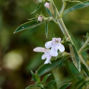 Planta medicinal Ajedrea (Satureja montana)
