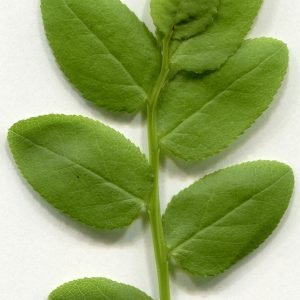 Receta de Decocción astringente de Mirtilo y Canela para la recuperación digestiva