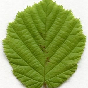 Receta de Infusión venotónica de hojas de Avellano y Vid Roja para piernas cansadas
