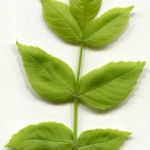 Receta de Infusión antirreumática de hojas de Fresno y Grosellero Negro para la gota