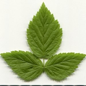 Receta de Infusión tonificante de Hojas de Frambueso y Melisa para la mujer
