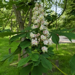 Planta medicinal Castaño de Indias (Aesculus hippocastanum)