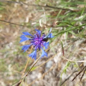Planta medicinal Aciano (Centaurea cyanus)