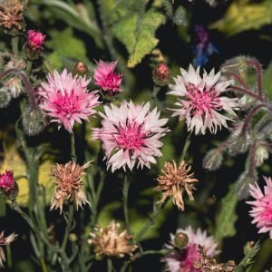 Dato curioso: El secreto de la flor 'rompeojos' y el centauro sanador