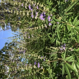 Receta de Decocción equilibrante de Sauzgatillo y Salvia para el ciclo femenino