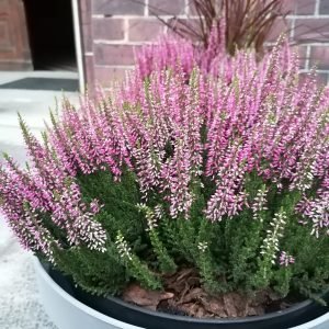 Planta medicinal Brezo (Calluna vulgaris)