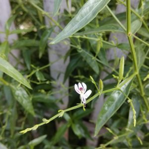 Planta medicinal Andrographis (Andrographis paniculata)
