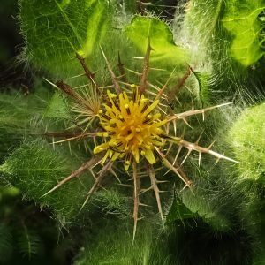 Receta de Infusión aperitiva de Cardo Santo y Menta para reactivar el estómago