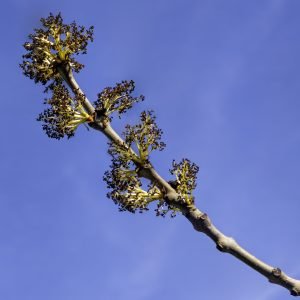 Planta medicinal Fresno (Fraxinus excelsior)