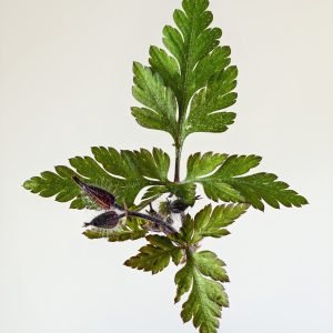 Receta de Infusión astringente de Hierba de San Roberto y Manzanilla para aftas y diarrea