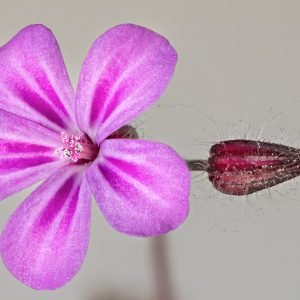Planta medicinal Hierba de San Roberto (Geranium robertianum)