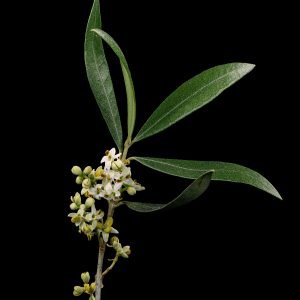 Planta medicinal Olivo (Olea europaea)