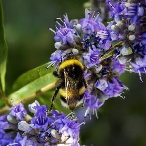 Planta medicinal Sauzgatillo (Vitex agnus-castus)