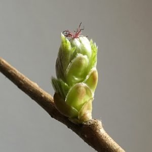 Planta medicinal Avellano (Corylus avellana)