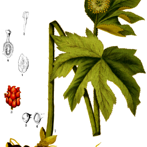Planta medicinal Sello de Oro (Hydrastis canadensis)