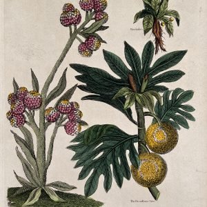 Dato curioso: El secreto de la madera de la potencia en el corazón del Xingú