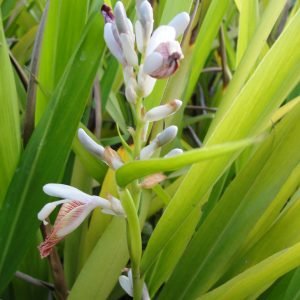 Planta medicinal Galanga (Alpinia galanga)