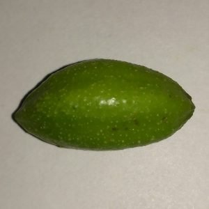 Dato curioso: El amuleto del Buda de la Medicina y sus seis sabores