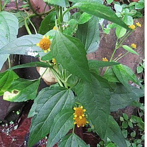 Planta medicinal Jambú (Acmella oleracea)