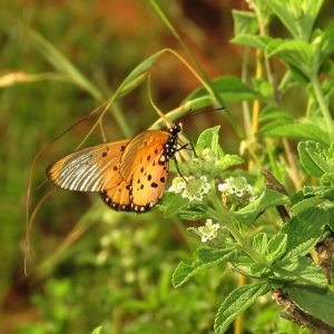 Planta medicinal Zumbani (Lippia javanica)