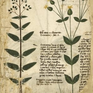 Receta de Infusión aperitiva de Centaurea Menor y Naranja para abrir el apetito