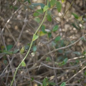 Planta medicinal Guduchi (Tinospora cordifolia)
