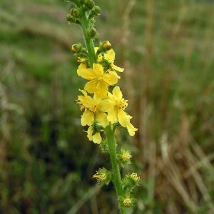 Receta de Infusión de agrimonia para la garganta irritada