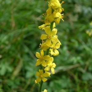 Planta medicinal Agrimonia (Agrimonia eupatoria)