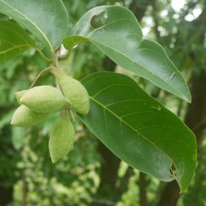 Planta medicinal Haritaki (Terminalia chebula)