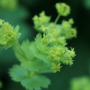 Planta medicinal Alquimila (Alchemilla vulgaris)