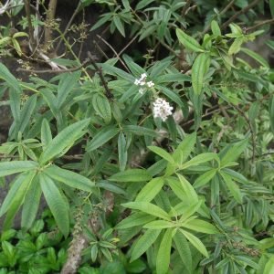 Planta medicinal Hierba Luisa (Aloysia citrodora)
