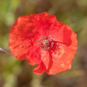 Planta medicinal Amapola silvestre (Papaver rhoeas)