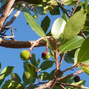 Receta de Decocción de hojas de Madroño y Brezo contra la infección de orina