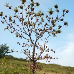 Planta medicinal Cuachalalate (Amphipterygium adstringens)