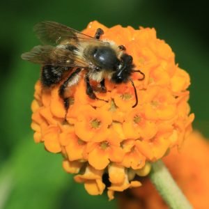 Planta medicinal Matico (Buddleja globosa)