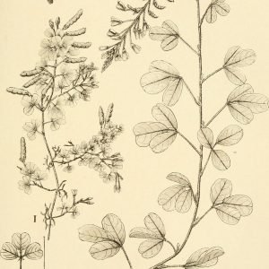 Planta medicinal Desmodio (Desmodium adscendens)