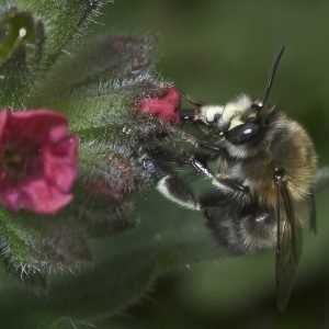 Planta medicinal Pulmonaria (Pulmonaria officinalis)
