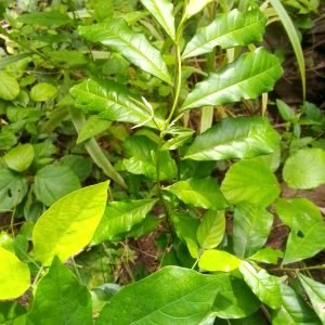 Receta de Infusión medicinal de anamú para el dolor articular