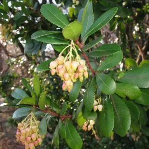 Planta medicinal Madroño (Arbutus unedo)