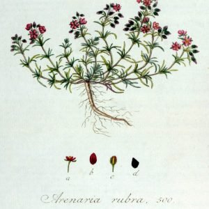 Receta de Decocción depurativa de Rompepiedras y Estigmas de Maíz para el riñón