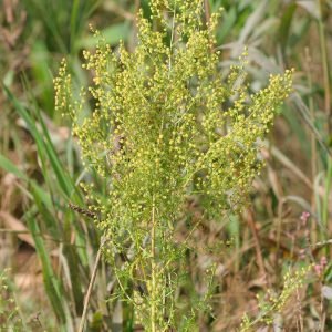 Planta medicinal Artemisa dulce (Artemisia annua)