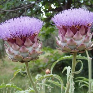 Planta medicinal Alcachofa (Cynara scolymus)