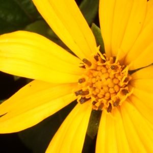 Planta medicinal Aspilia africana (Aspilia africana)