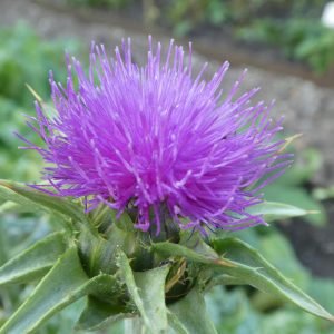 Planta medicinal Cardo Santo (Cnicus benedictus)