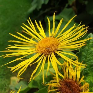 Planta medicinal Énula campana (Inula helenium)