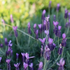 Receta de Infusión digestiva y pectoral de Cantueso con Tomillo y Miel