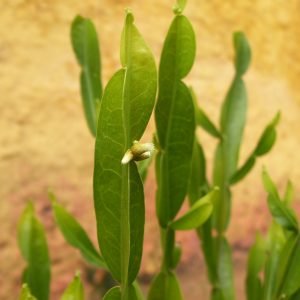 Planta medicinal Carqueja (Baccharis trimera)