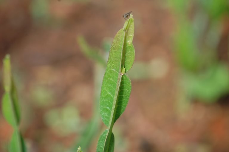 Dato curioso botánico: El misterio botánico de la planta sin hojas verdaderas