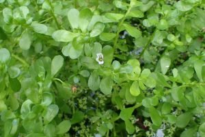 Planta medicinal Bacopa monnieri (Brahmi) con flores y hojas suculentas
