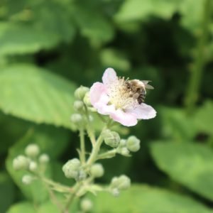 Planta medicinal Zarzamora (Rubus fruticosus)